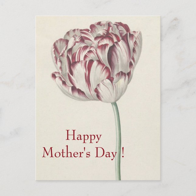Postal Día de la Madre - Tulipán blanco y rojo Bella Arte (Anverso)