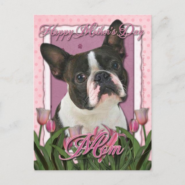 Postal Día de la Madre - Tulipanes rosados - Boston Terri (Anverso)