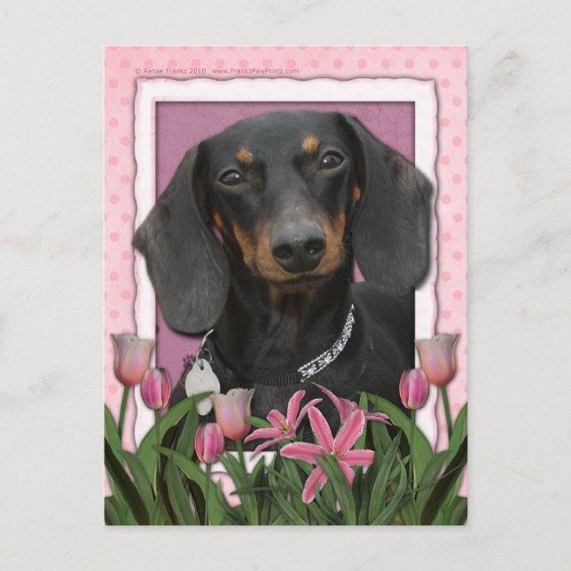 Postal Día de la Madre - Tulipanes rosados - Dachshund - 