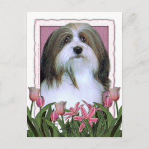 Postal Día de la Madre - Tulipanes rosados - Habanés