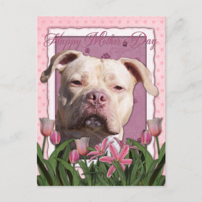 Postal Día de la Madre - Tulipanes rosados - Pitbull - Ch (Anverso)