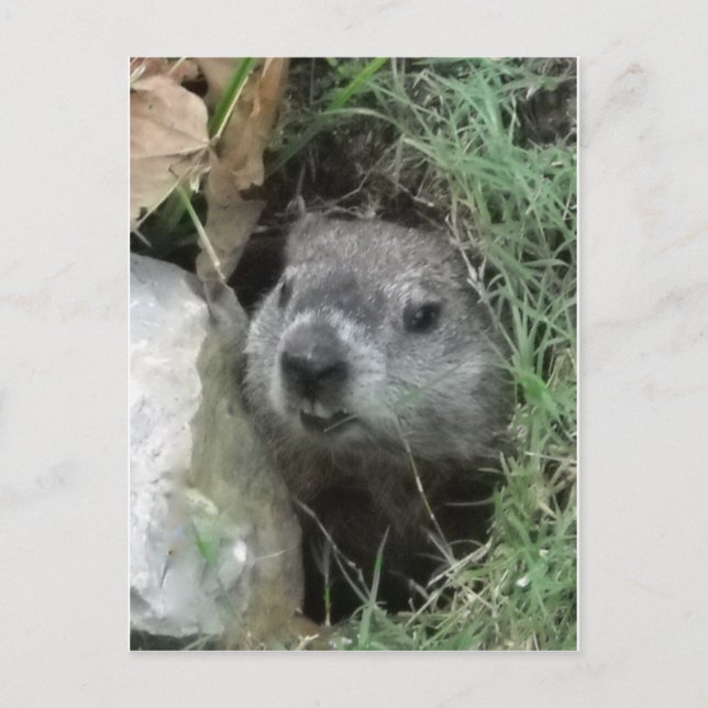 Postal Día de la Marmota (Anverso)