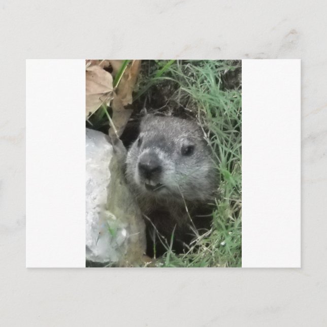 Postal Día de la Marmota (Anverso)