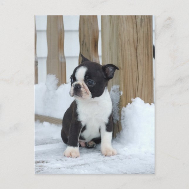 Postal Día de la nieve (Anverso)