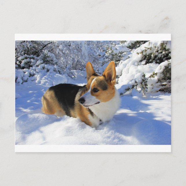 Postal Día de la nieve de Corgi galés (Anverso)