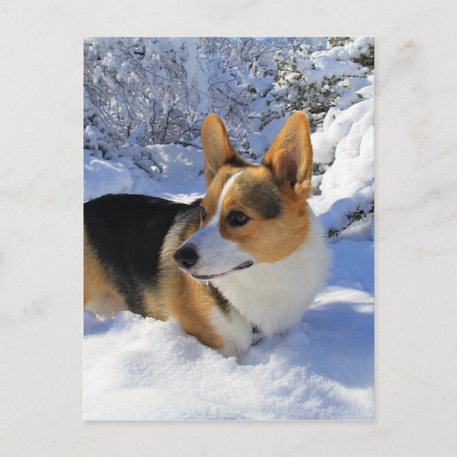 Postal Día de la nieve de Corgi galés (Anverso)