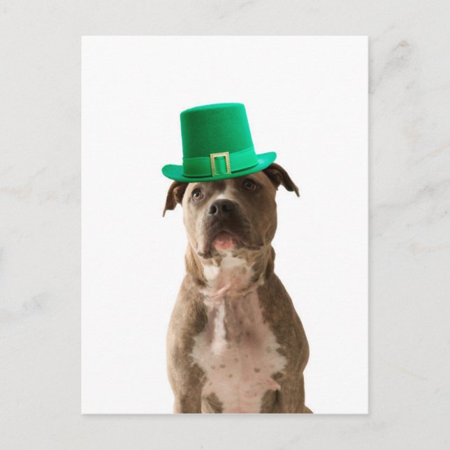 Postal Día de San Patricio, Gorra de Bulldog de Cute Pit (Anverso)