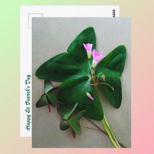 Postal Día de San Patricio trébol verde flores rosadas