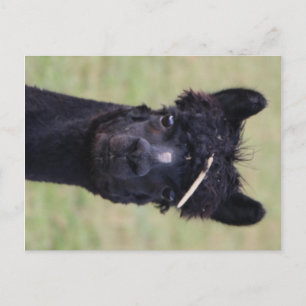 Postal ¡Día del Hay de la Alpaca!