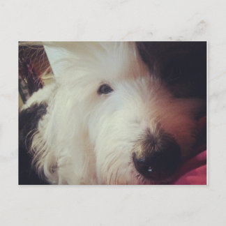 Postal ¡Día del Pelo Mal!