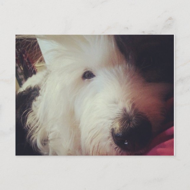 Postal ¡Día del Pelo Mal! (Anverso)