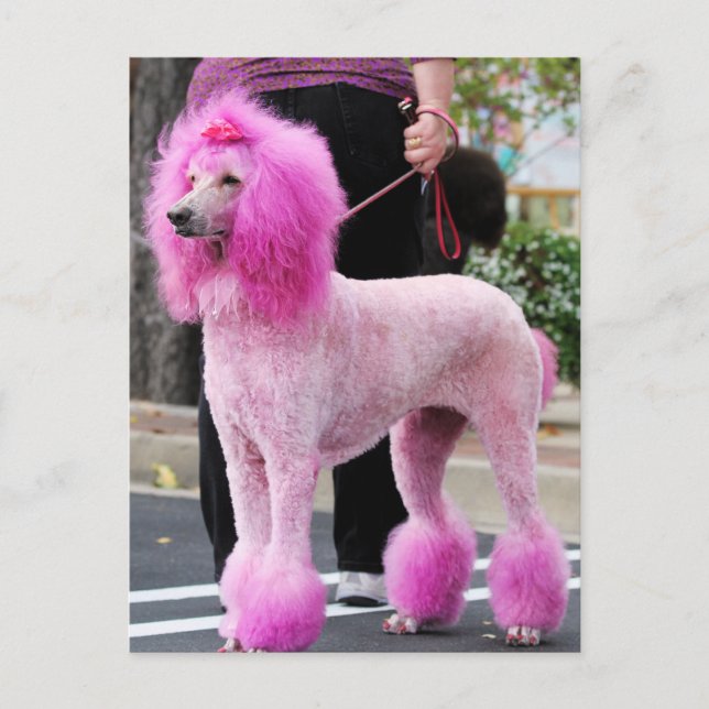 Postal Día del perro caniche 2010 #11 (Anverso)