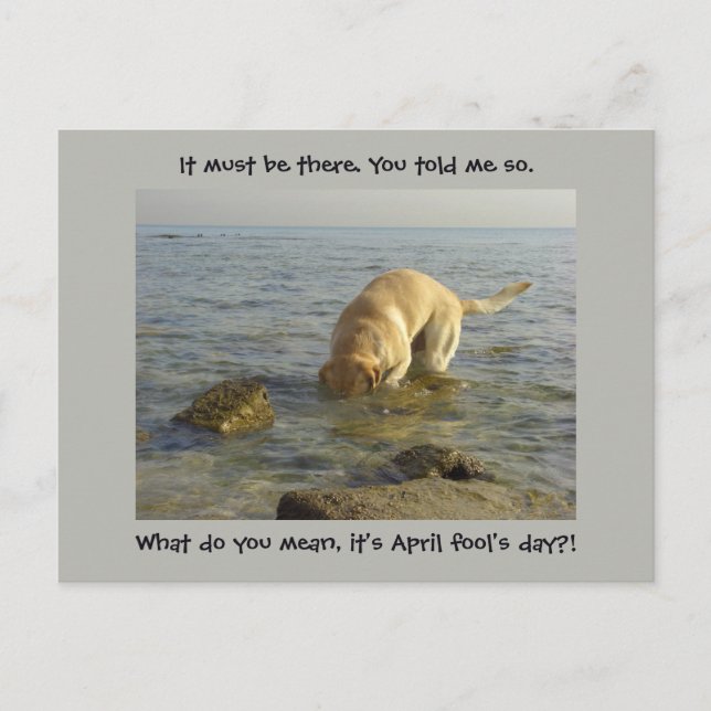 Postal Día del tonto de abril - Goofy Labrador (Anverso)