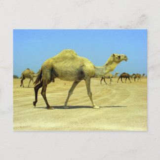 Postal Día feliz - camellos en el desierto