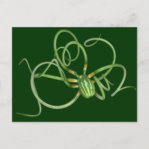 Postal Día Nacional de la sandía Octopus