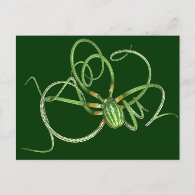 Postal Día Nacional de la sandía Octopus (Anverso)