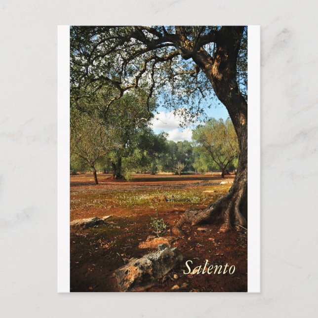 Postal Día soleado en el jardín de olivos (Anverso)
