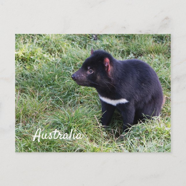 Postal Diablo De Tasmania En Grass, Tasmania, Australia (Anverso)