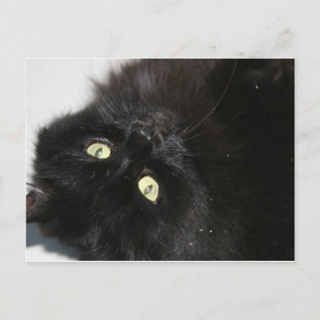 Postal Diabola El gato del diablo (Anverso)