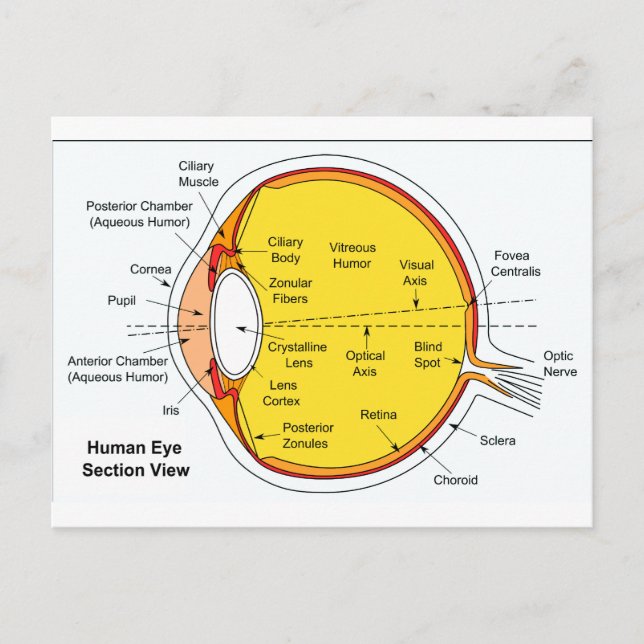 Postal Diagrama anatómico del globo ocular humano (Anverso)