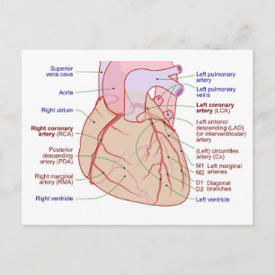 Postal Diagrama de Circulación de Arterias Coronarias Cor