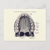 Diagrama de dientes y paladares de vintage