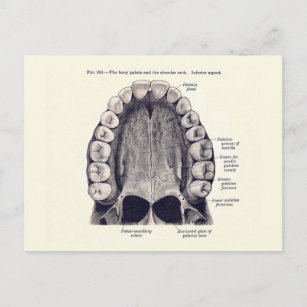 Postal Diagrama de dientes y paladares de vintage