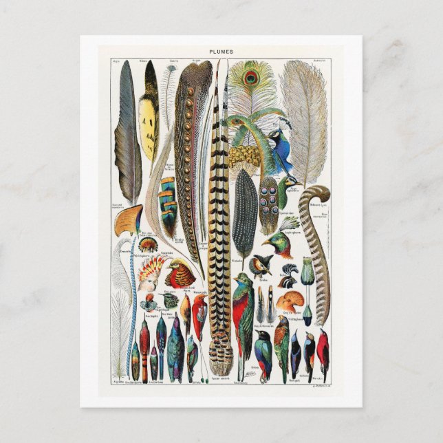 Postal Diagrama de época de plumas/plumas (Anverso)