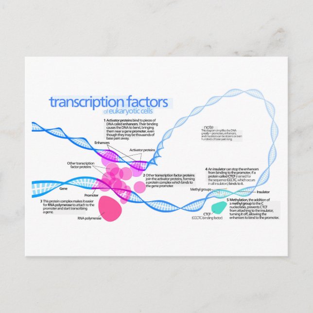 Postal Diagrama de factores de transcripción de genes de  (Anverso)