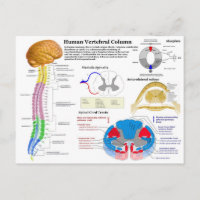 Diagrama de la columna vertebral humana
