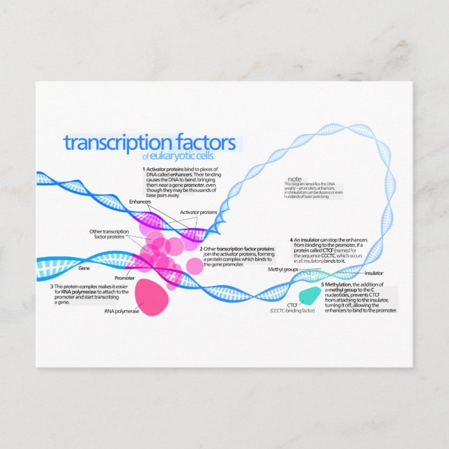 Postal Diagrama de los factores de transcripción génica (Anverso)