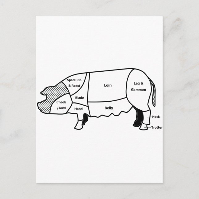 Postal Diagrama de porcino (Anverso)