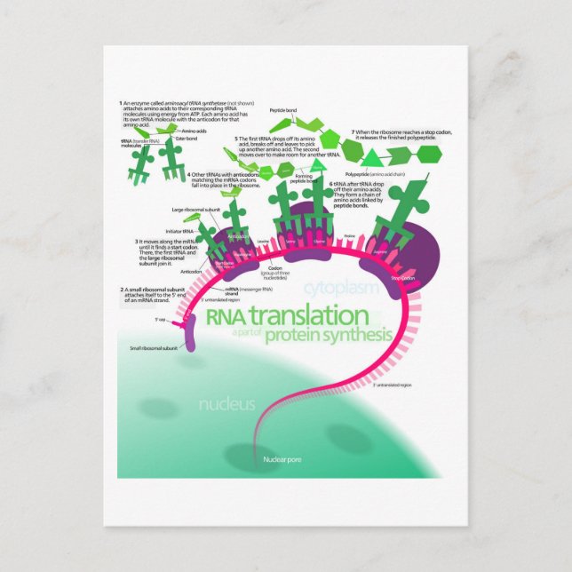 Postal Diagrama de síntesis de proteínas de la traducción (Anverso)