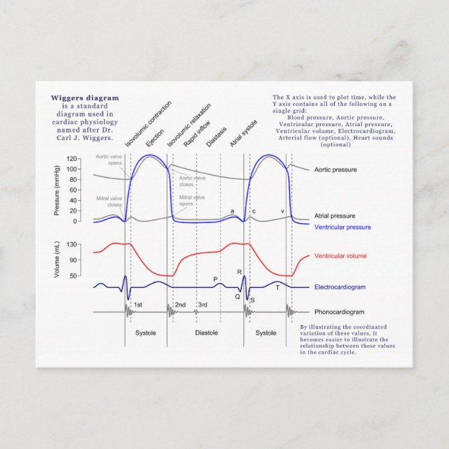 Postal Diagrama de Wiggers (Anverso)