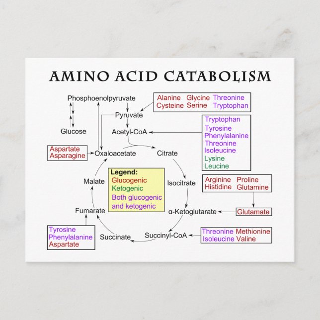 Postal Diagrama del catabolismo de ácidos aminoácidos (Anverso)