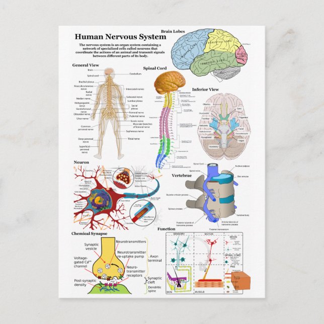 Postal Diagrama del cerebro humano y del sistema nervioso (Anverso)
