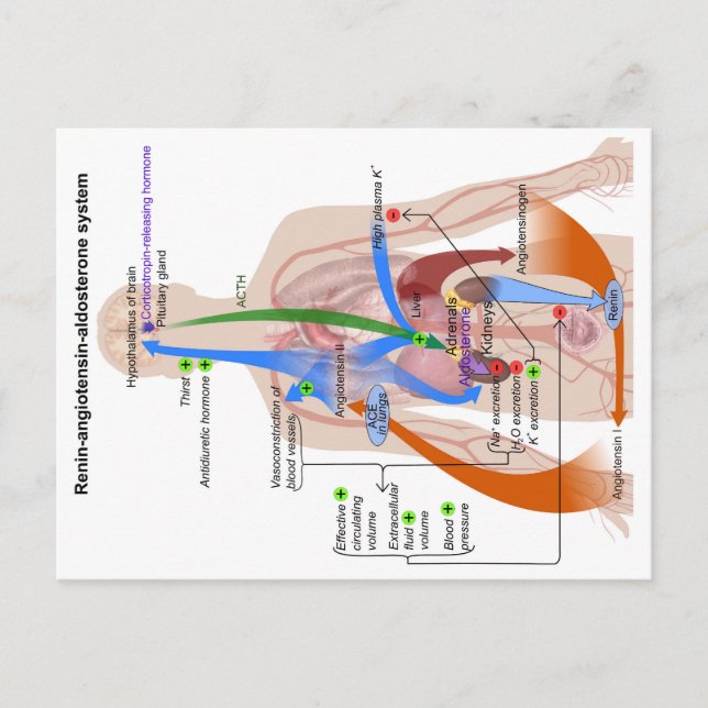 Postal Diagrama del cuerpo humano del sistema renina-angi (Anverso)