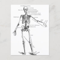 Diagrama del médica del esqueleto de la anatomía m