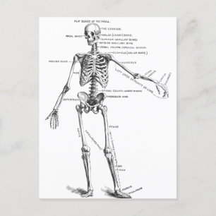 Postal Diagrama del médica del esqueleto de la anatomía m