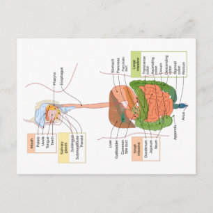 Postal Diagrama del sistema digestivo gastrointestinal hu