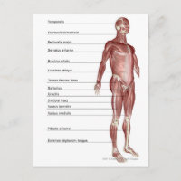 Diagrama del sistema muscular