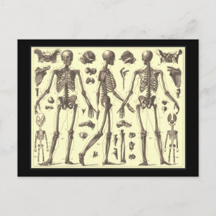 Postal Diagramas de esqueletos de época
