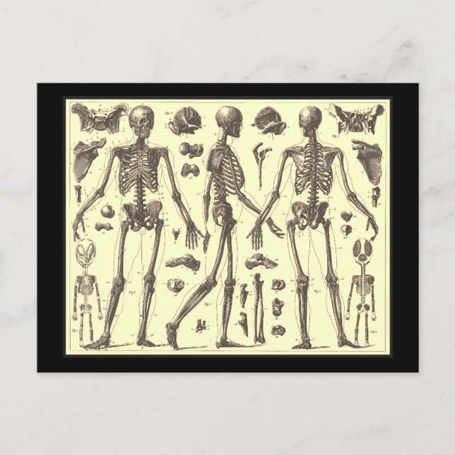Postal Diagramas de esqueletos de época (Anverso)