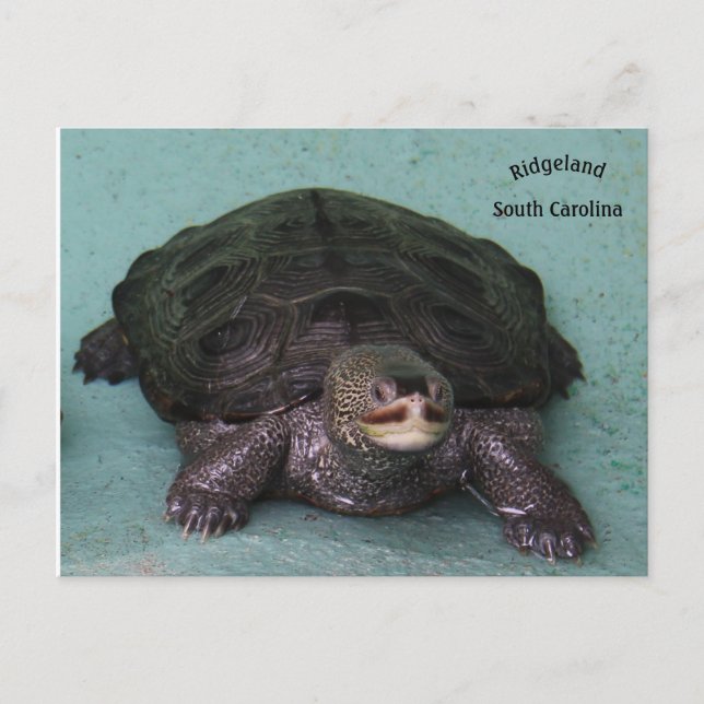Postal Diamond Back terrapin (Anverso)