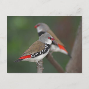 Postal Diamond Finches