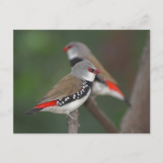 Postal Diamond Finches (Anverso)