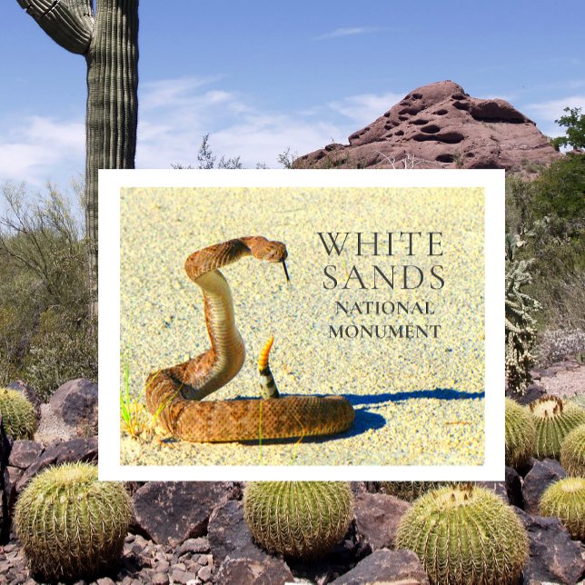 Postal Diamondback Rattlesnake Standing White Sands (Subido por el creador)
