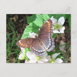 Postal Diana mariposa ~ postcard