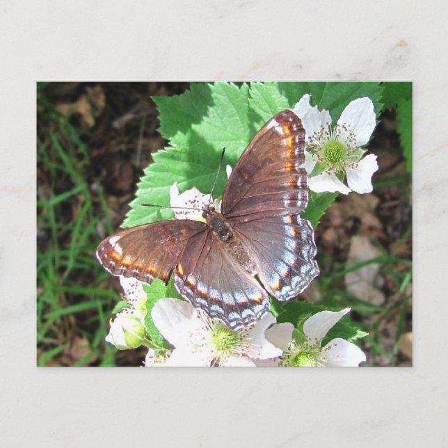 Postal Diana mariposa ~ postcard (Anverso)