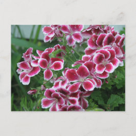 Postal Dianthus